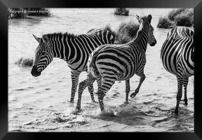 Burchell's Zebra in waterhole in black and white Framed Print by Howard Kennedy