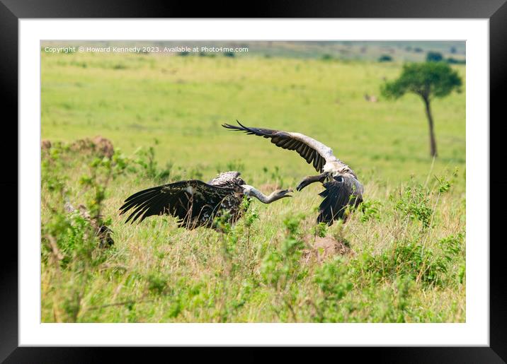 Vultures on a kill Framed Mounted Print by Howard Kennedy