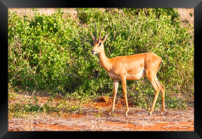 Grant's Gazelle Framed Print by Howard Kennedy