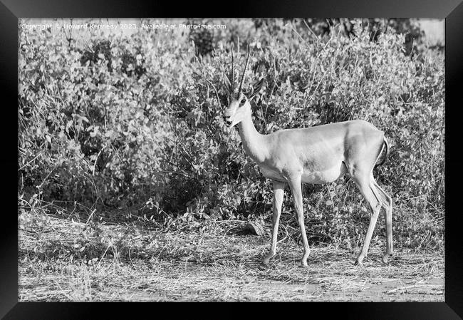 Grant's Gazelle in black and white Framed Print by Howard Kennedy