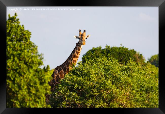 Giraffe looking over trees Framed Print by Howard Kennedy