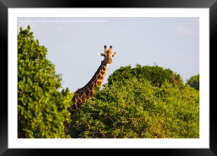 Giraffe looking over trees Framed Mounted Print by Howard Kennedy