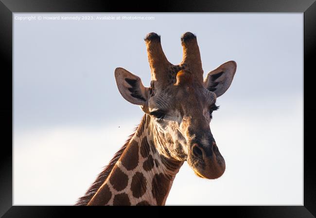 Giraffe Eye Contact Framed Print by Howard Kennedy