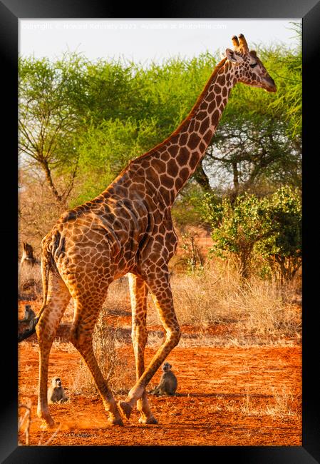 Gosh you're tall! Yellow Baboons watching Masai Gi Framed Print by Howard Kennedy