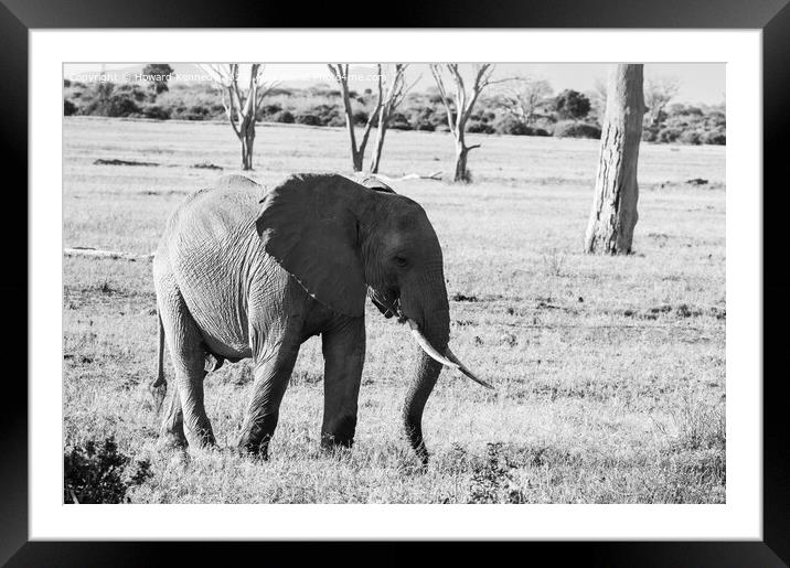 African Savanna Elephant eating in black and white Framed Mounted Print by Howard Kennedy