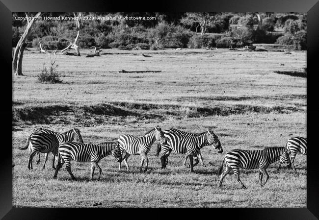 Dazzle of Zebra Framed Print by Howard Kennedy