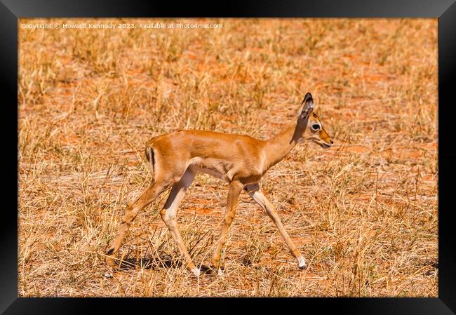 Baby Impala Framed Print by Howard Kennedy