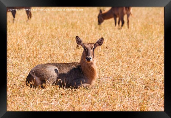 Female Elipsen Waterbuck resting Framed Print by Howard Kennedy