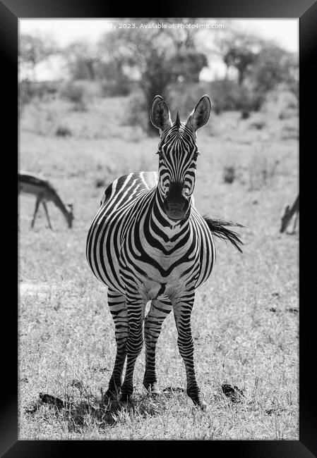 Heavily pregnant Zebra mare looking at the camera in black and white Framed Print by Howard Kennedy