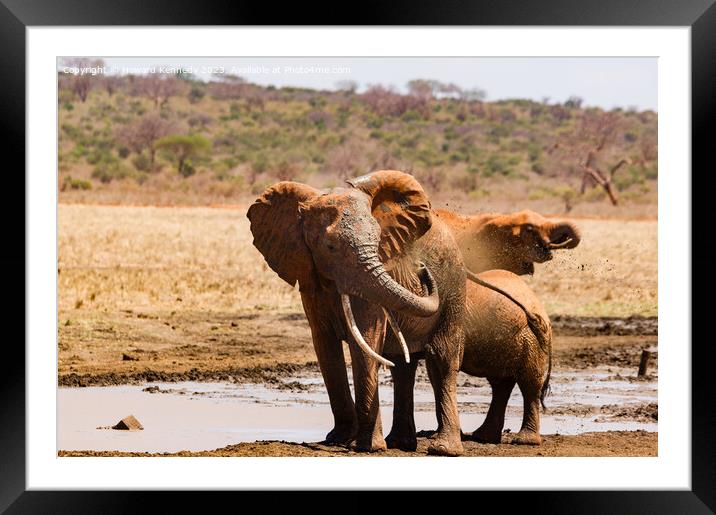 Elephant Spraying a mud bath Framed Mounted Print by Howard Kennedy