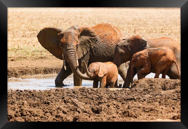 A Helping Hand from Elephant Mum Framed Print by Howard Kennedy