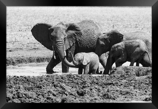 A Helping Hand from Elephant Mum in black and white Framed Print by Howard Kennedy