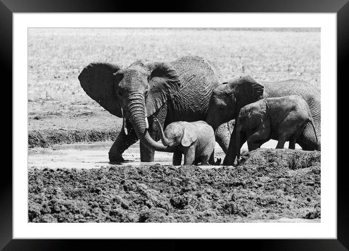 A Helping Hand from Elephant Mum in black and white Framed Mounted Print by Howard Kennedy