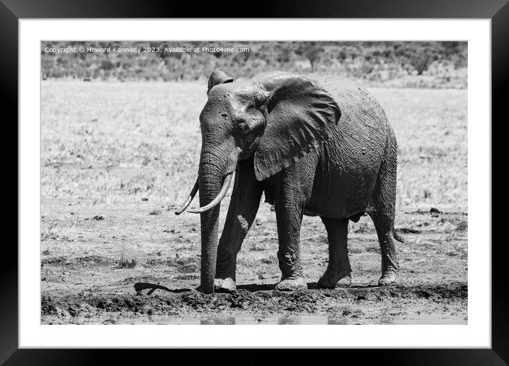 Young Bull Elephant leaving a mud bath covered in mud in black and white Framed Mounted Print by Howard Kennedy