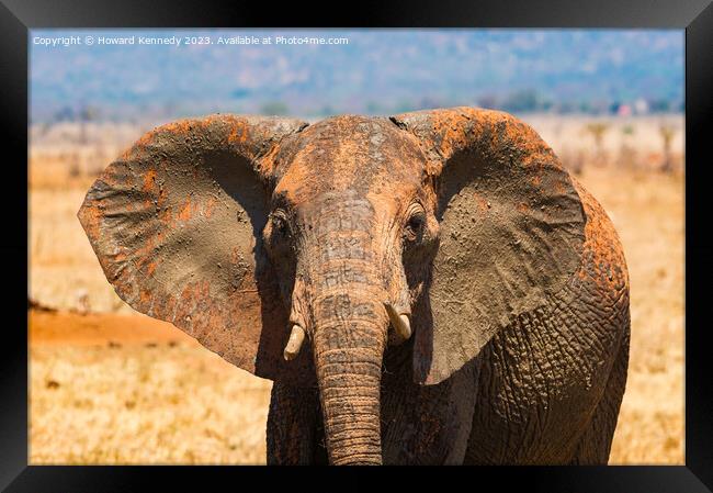 Young female Elephant close-up Framed Print by Howard Kennedy