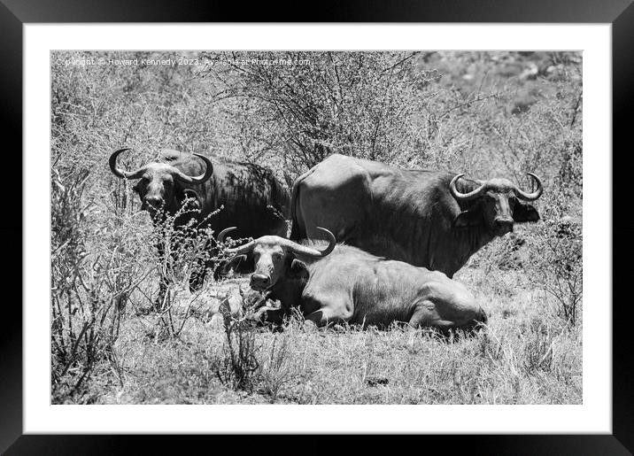 Let Sleeping Buffalo Lie in black and white Framed Mounted Print by Howard Kennedy