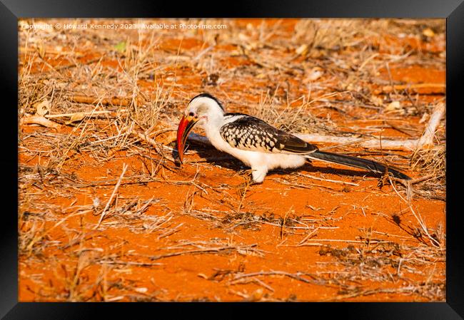 Red-Billed Hornbill Framed Print by Howard Kennedy