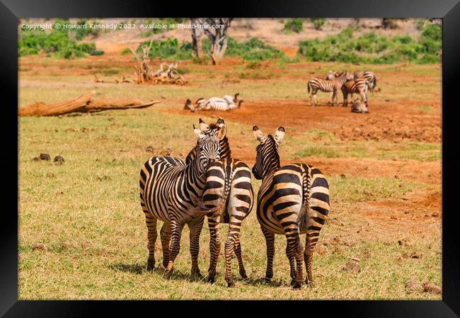 Burchell's Zebra Framed Print by Howard Kennedy