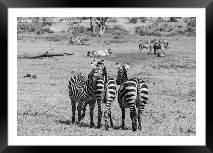 Burchell's Zebra in black and white Framed Mounted Print by Howard Kennedy