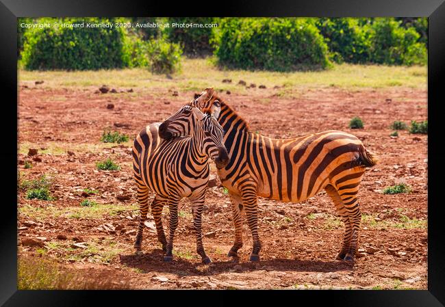 Burchell's Zebra Framed Print by Howard Kennedy