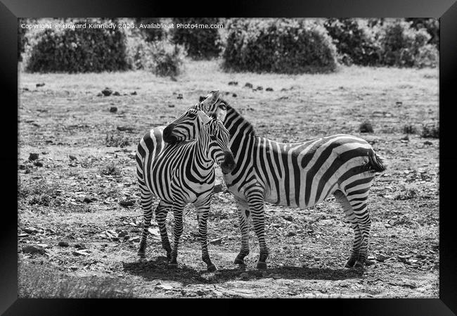 Burchell's Zebra in black and white Framed Print by Howard Kennedy