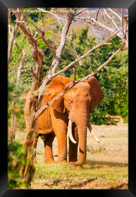 Elephant Framed Print by Howard Kennedy