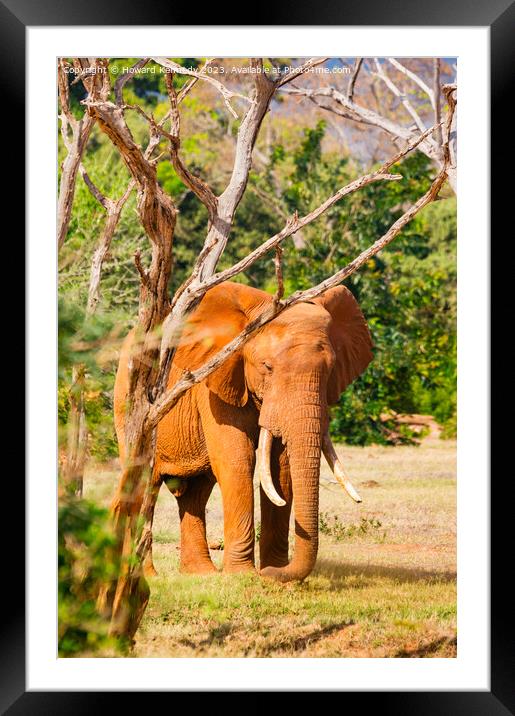 Elephant Framed Mounted Print by Howard Kennedy