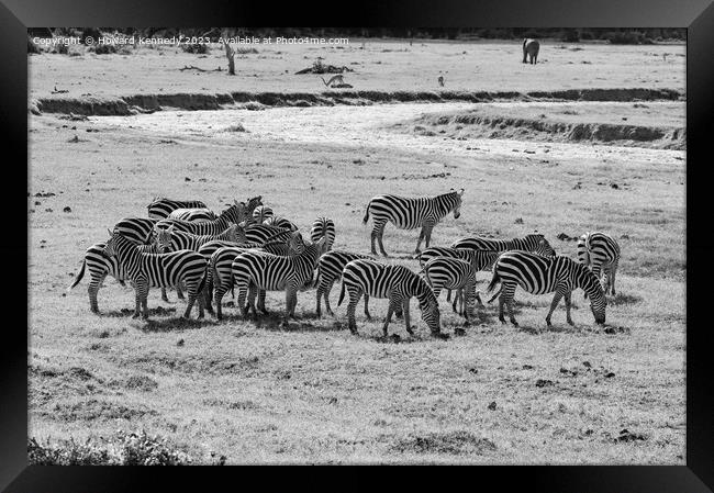 Dazzle of Burchell's Zebra in black and white Framed Print by Howard Kennedy