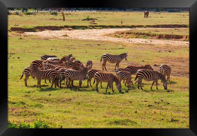 Dazzle of Burchell's Zebra Framed Print by Howard Kennedy