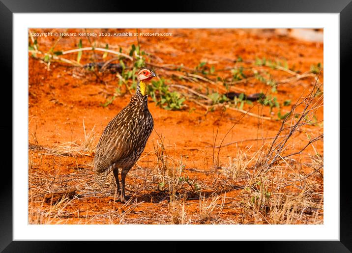 Yellow-Necked Spurfowl Framed Mounted Print by Howard Kennedy