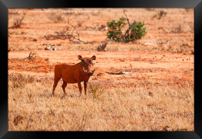 Warthog Framed Print by Howard Kennedy