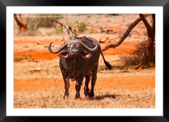 Cape Buffalo with Yellow-Billed Oxpecker Framed Mounted Print by Howard Kennedy