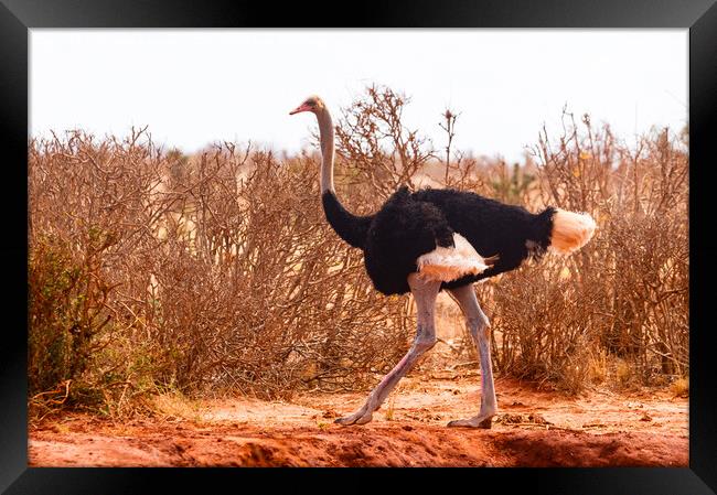 Male Masai Ostrich Framed Print by Howard Kennedy