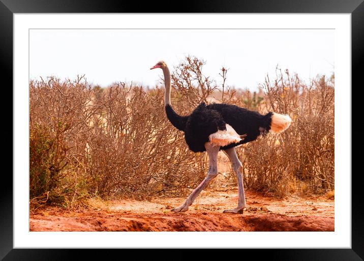 Male Masai Ostrich Framed Mounted Print by Howard Kennedy