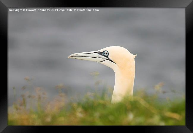 Gannet headshot Framed Print by Howard Kennedy