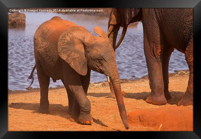  Baby Elephant by a waterhole Framed Print by Howard Kennedy