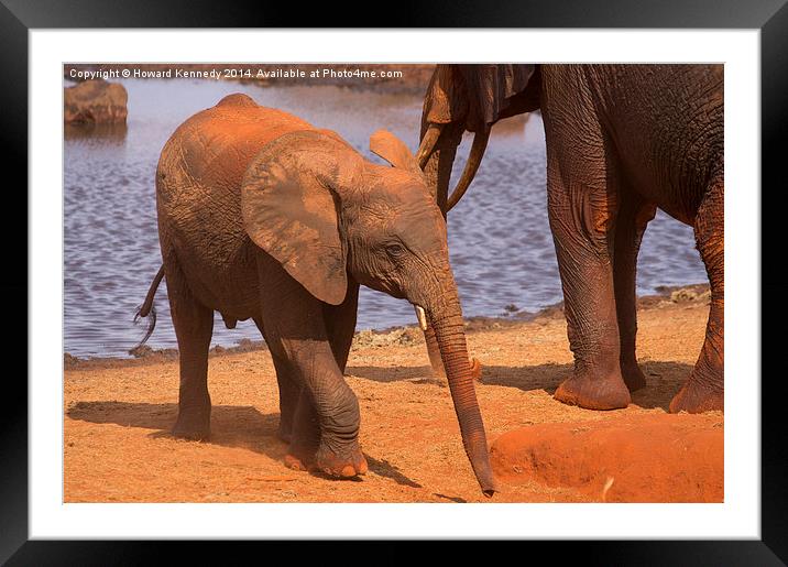  Baby Elephant by a waterhole Framed Mounted Print by Howard Kennedy
