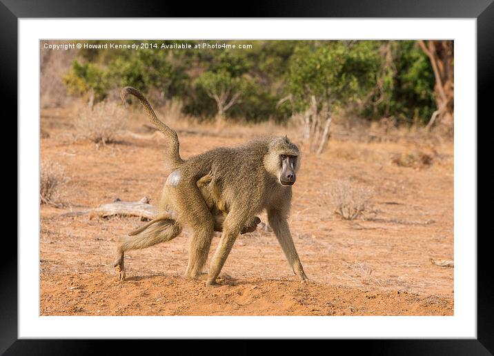 Yellow Baboon Mother Framed Mounted Print by Howard Kennedy