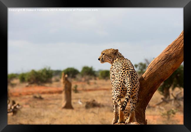 Male Cheetah Framed Print by Howard Kennedy