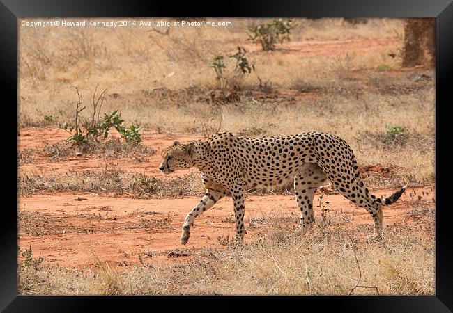 Cheetah walking Framed Print by Howard Kennedy