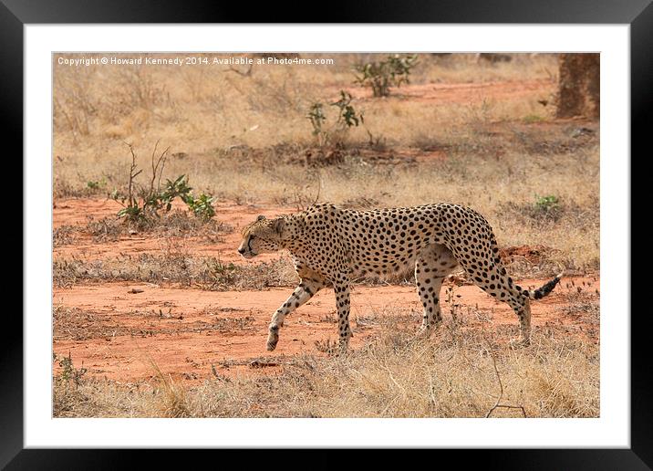 Cheetah walking Framed Mounted Print by Howard Kennedy
