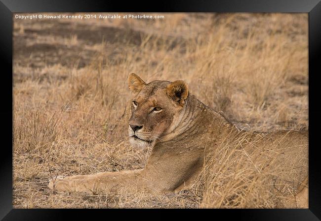 Lioness waiting Framed Print by Howard Kennedy