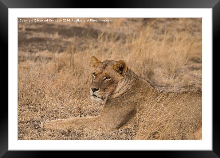 Lioness waiting Framed Mounted Print by Howard Kennedy