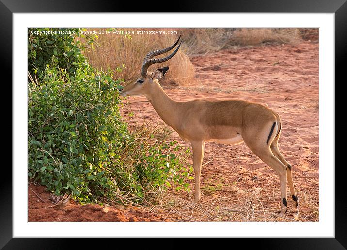 Male Impala Browsing Framed Mounted Print by Howard Kennedy