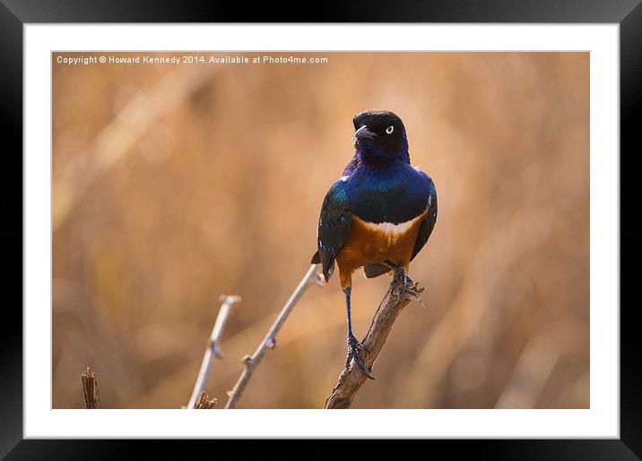 Superb Starling Framed Mounted Print by Howard Kennedy