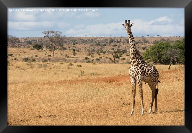 Masia Giraffe Bull Framed Print by Howard Kennedy
