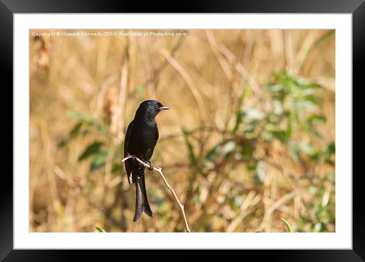 Fork-Tailed Drongo Framed Mounted Print by Howard Kennedy