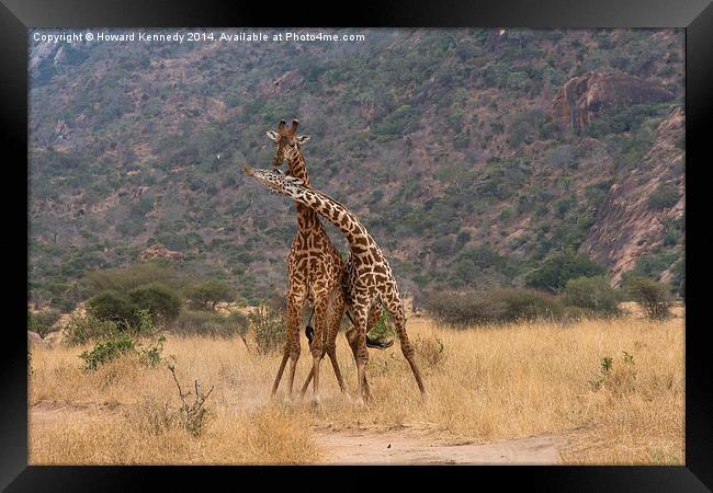 Masai Giraffe bulls fighting Framed Print by Howard Kennedy