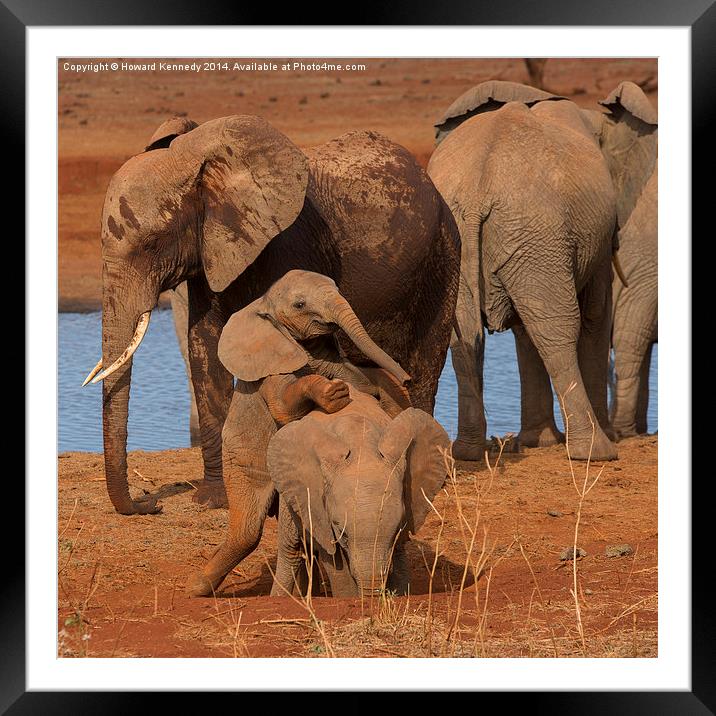 Baby Elephants playing Framed Mounted Print by Howard Kennedy