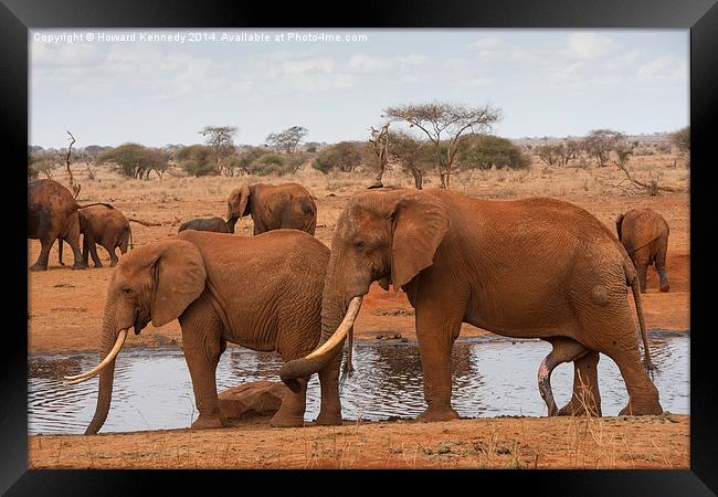 Bull Elephant courting female Framed Print by Howard Kennedy